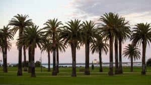 Palm trees along the beach promenade at the Catani Gardens.